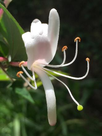 中科院植物园(南植)图片