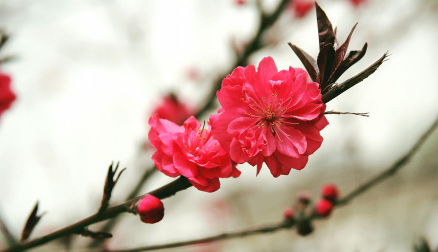 绛桃:花深红色,萼筒紫褐色,深皱有毛.花枝绿褐色.